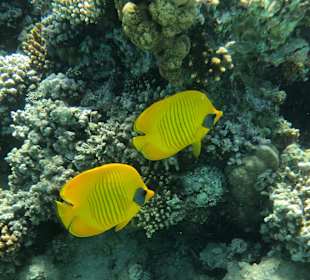 Schnorcheln Makadi Bay