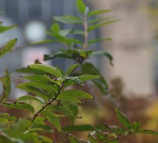 Parkanlage Planten un Blomen