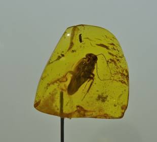 In der Sonderausstellung Bernstein im Natureum