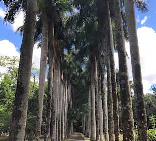 Palm Beach Allee im Botanischen Garten von Pampelm