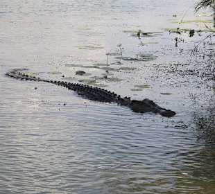 Hauptattraktion im Park