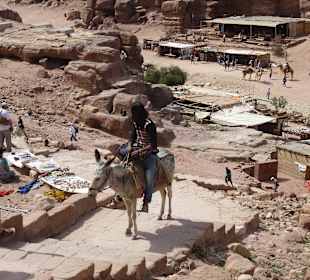 Die Tiere konnten sogar Treppen steigen