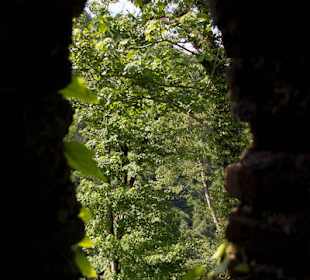 Przyroda wokół zamku