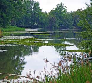 Der große Teich mit Seerosen