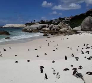 Auch Pinguine haben es gut  ...