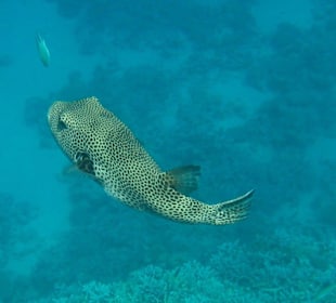 Schwarzfleckkugelfisch (wenn es so stimmt?)