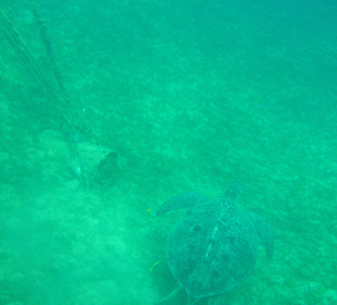 Schildkröten gibt es auch