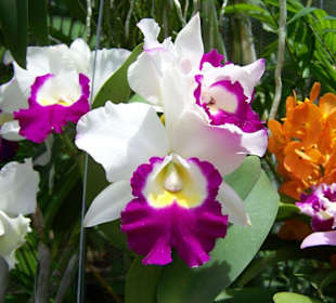 Orchid Garden