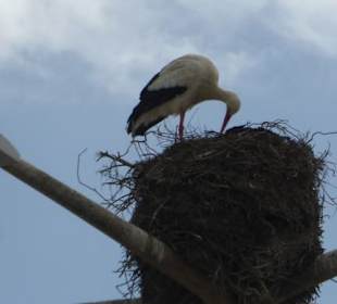 Brütende Störche am Platz Dom Francisco Gomes