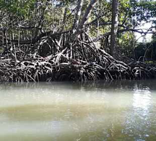 Die Mangroven