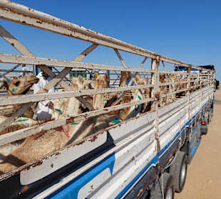 Kamelmarkt El Shalateen