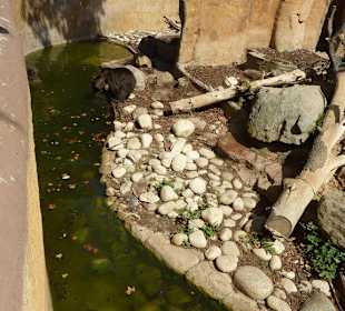 Braunbären beim Spielen