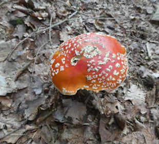 Wunderbare Wanderung am Großen Regen