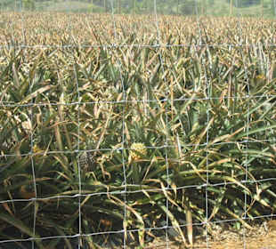 Ananasplantage bei Chamarel