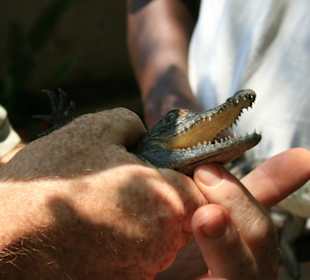Mini Kroko während der Führung