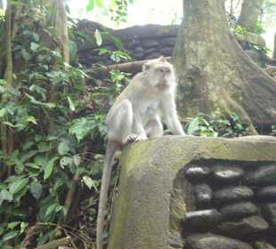 Monkey Forest