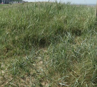 Bei den Cuxhavener Küstenheiden