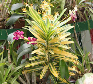 Коллекция орхидей