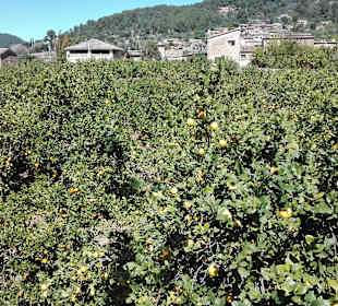 Die Orangen- und Zitronenplantagen rund um Sollier in den Be
