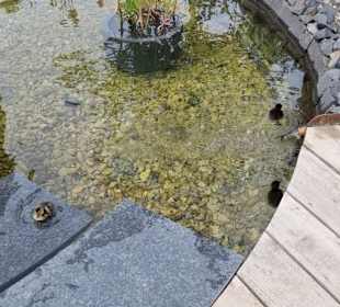 Entenküken auch vor Ort