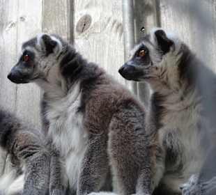 Bei den Katta-Lemuren