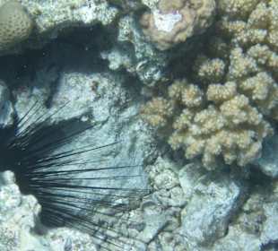 Red Sea / Schnorcheln