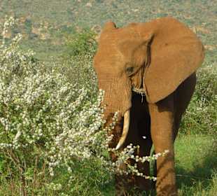 Im Tsavo blüht es 