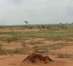 Tsavo Ost