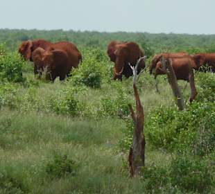 Viele Elefantenherden
