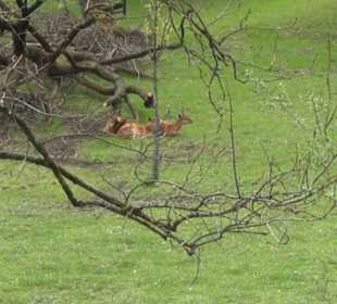 Afrika Bereich - Sitatunga