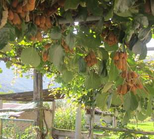 Peglio, Kiwiplantage