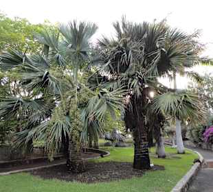 Parque Botánico de Maspalomas