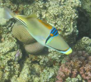Unterwasserwelt direkt am Strand