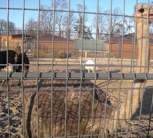 Zoo 