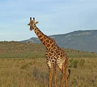 Afrikanische Gitaffe