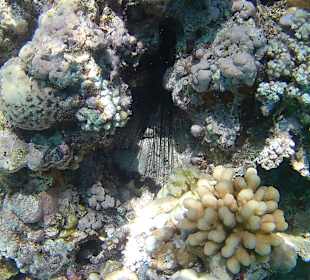 Tauchbasis Emperor Divers Moreen Beach Marsa Alam