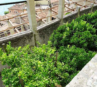 Rundgang durch das Zitronengewächshaus