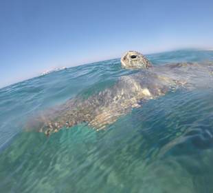 Бухта черепах