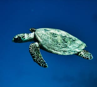 Schildkröte am Aussenriff