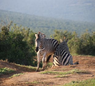 Übermut tut selten gut!