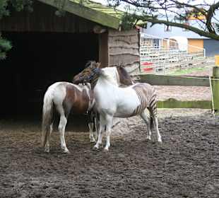 Pferd