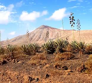 Naturpark Dünen von Corralejo