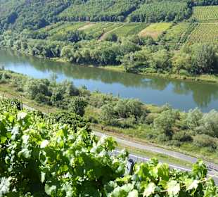 Wandern Burg (Mosel)