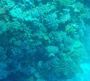 Glasbodenboot Tour Hurghada