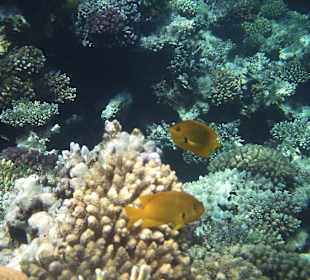 Das Riff und seine Bewohner