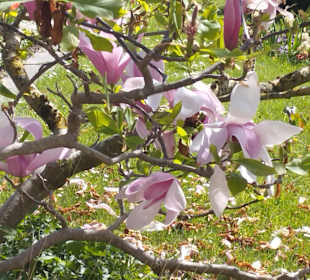 Botanischer Garten München