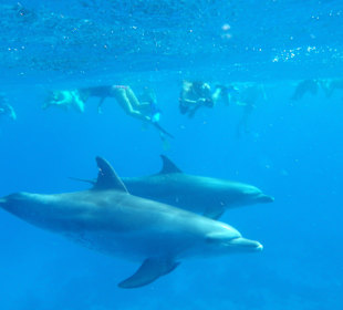 Einfach nur toll - Delphine