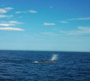 Fontäne des Pottwals