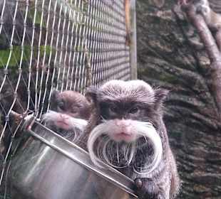 Zoo Ohrada Hluboká nad Vltavou