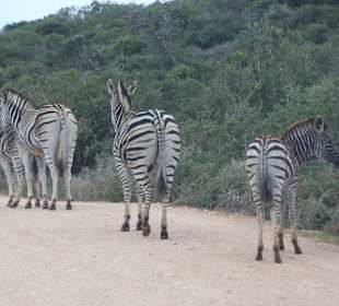 Addo Elephant Park